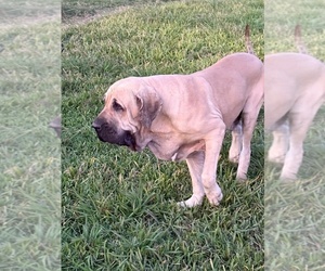 Fila Brasileiro Puppy for sale in ROSHARON, TX, USA