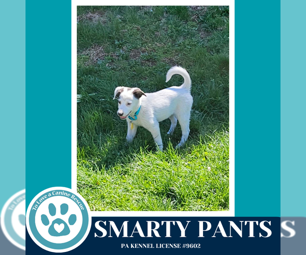 Medium Photo #3 Mutt Puppy For Sale in Kimberton, PA, USA