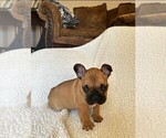 Puppy Puppy 2 Mario French Bulldog