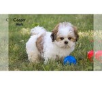 Small #34 Shih Tzu