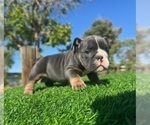 Small #2 English Bulldog