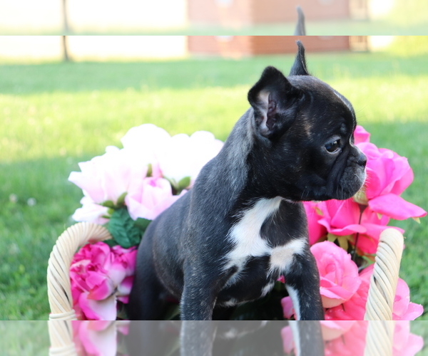 Medium Photo #2 Faux Frenchbo Bulldog Puppy For Sale in SHILOH, OH, USA