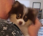 Small Photo #14 Pomeranian Puppy For Sale in HAWLEY, PA, USA