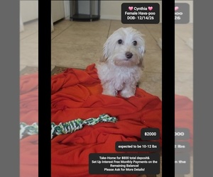 Havapoo Puppy for Sale in TUCSON, Arizona USA