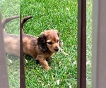Small Photo #1 Dachshund Puppy For Sale in PERRYSBURG, OH, USA