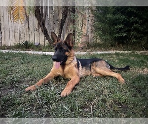 German Shepherd Dog Puppy for sale in MURRIETA, CA, USA