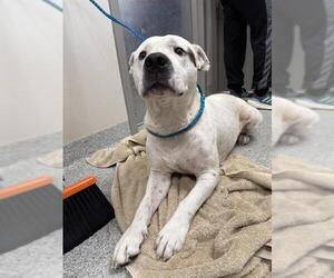 American Pit Bull Terrier-Unknown Mix Dogs for adoption in Pasadena, TX, USA