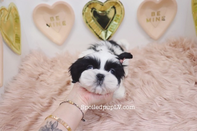 Medium Photo #5 Shih Tzu Puppy For Sale in LAS VEGAS, NV, USA