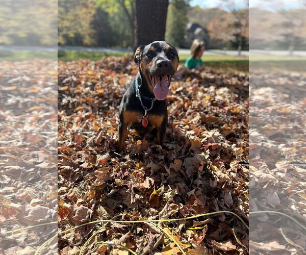 Medium Photo #13 Mutt Puppy For Sale in Forest, VA, USA