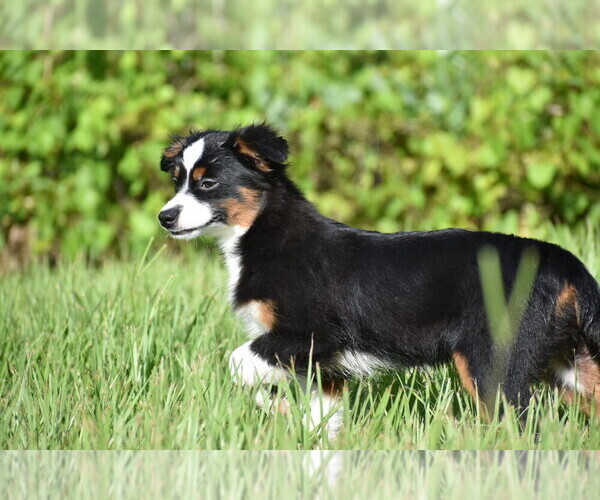 Medium Photo #4 Miniature Australian Shepherd Puppy For Sale in PALM COAST, FL, USA
