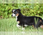 Small #3 Miniature Australian Shepherd