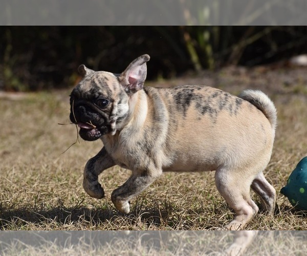Medium Photo #2 Pug Puppy For Sale in PALM COAST, FL, USA