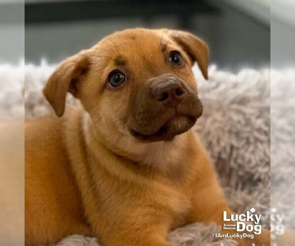 Medium Photo #4 Mutt Puppy For Sale in Washington, DC, USA