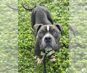 American Staffordshire Terrier Dogs for adoption in Fort Lauderdale, FL, USA