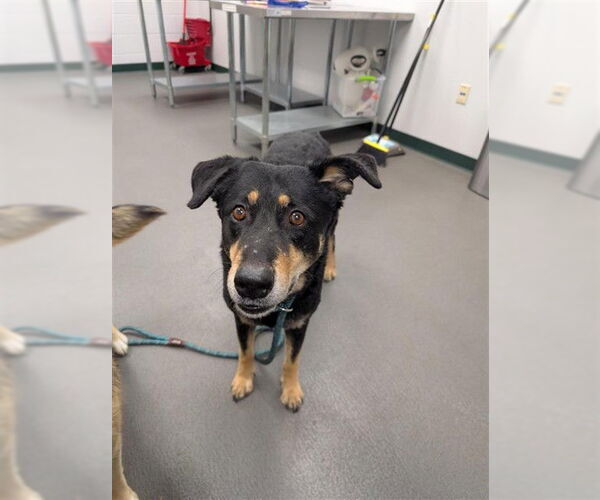 Medium Photo #1 Shollie Puppy For Sale in Corpus Christi, TX, USA