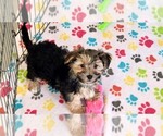 Small #3 Morkie