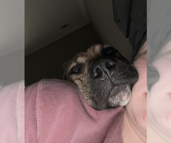 Medium Photo #3  Puppy For Sale in , 