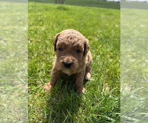 Goldendoodle Puppy for sale in LAGRANGE, IN, USA