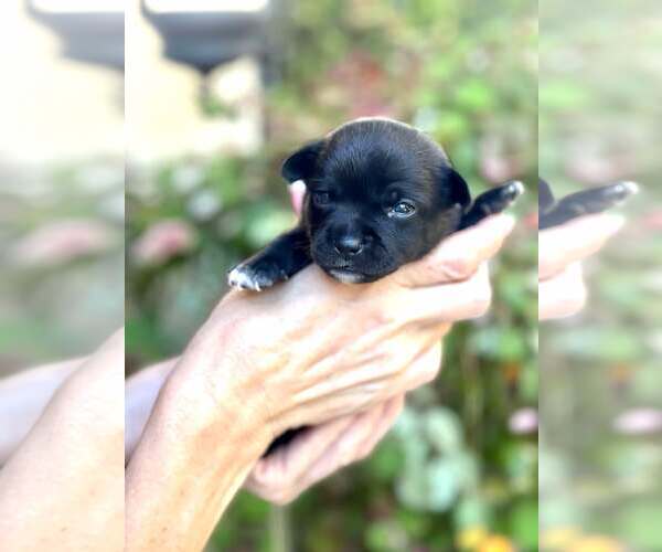 Medium Photo #7 Chihuahua-Unknown Mix Puppy For Sale in Corona, CA, USA