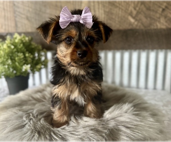 Medium Photo #3 Yorkshire Terrier Puppy For Sale in NAPPANEE, IN, USA