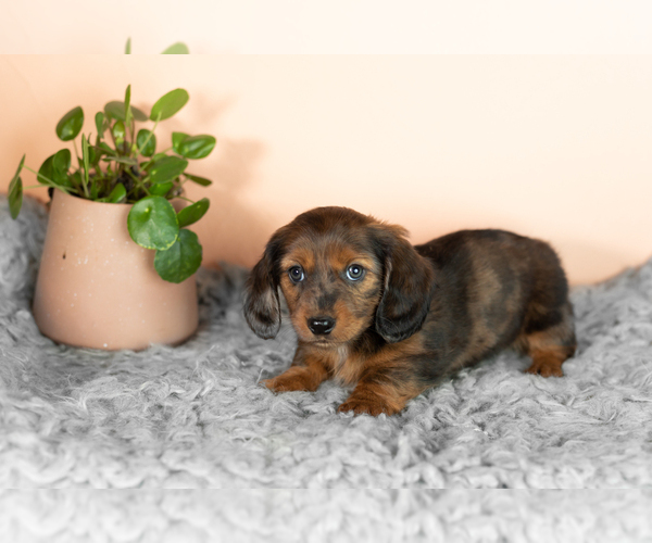 Medium Photo #3 Dachshund Puppy For Sale in WAKARUSA, IN, USA