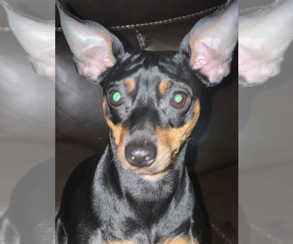 Medium Photo #8 Miniature Pinscher Puppy For Sale in HAWAIIAN GARDENS, CA, USA