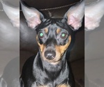 Small #7 Miniature Pinscher