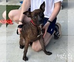 Small #6 Boston Terrier Mix
