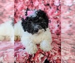 Small Photo #6 Bernedoodle Puppy For Sale in NOTTINGHAM, PA, USA