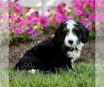 Small #3 Bernedoodle (Miniature)