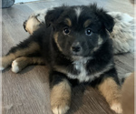Small Photo #1 Miniature Australian Shepherd Puppy For Sale in BETHANY, IL, USA