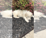 Small Photo #4 Goldendoodle-Poodle (Standard) Mix Puppy For Sale in FORT SMITH, AR, USA