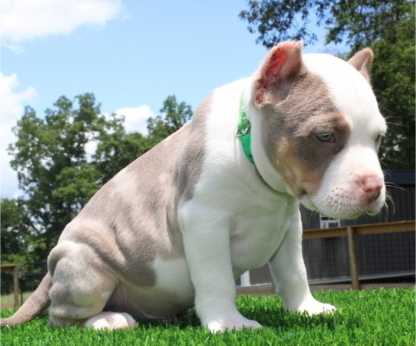 Medium Photo #1 American Bully Puppy For Sale in FRANKLIN, KY, USA