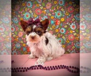 Yorkshire Terrier Puppy for sale in WINNSBORO, LA, USA