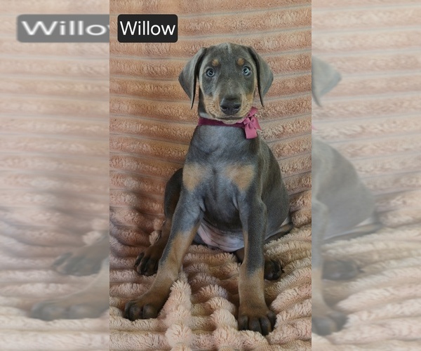 Medium Photo #1 Doberman Pinscher Puppy For Sale in ALBANY, OH, USA