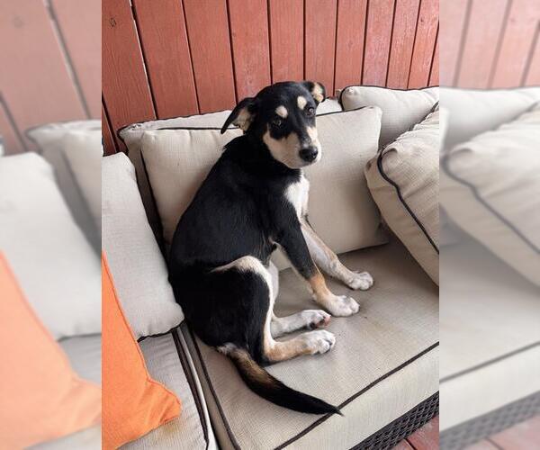 Medium Photo #1 German Shepherd Dog-Unknown Mix Puppy For Sale in San Antonio, TX, USA