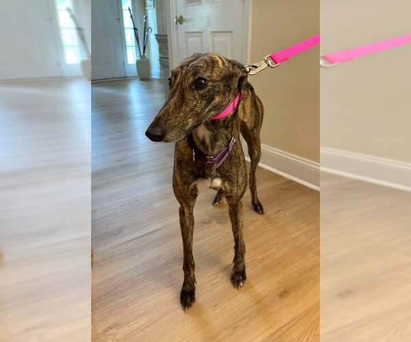 Medium Photo #3 Greyhound Puppy For Sale in Cherry Hill, NJ, USA
