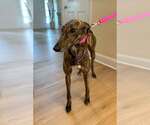 Small #2 Greyhound