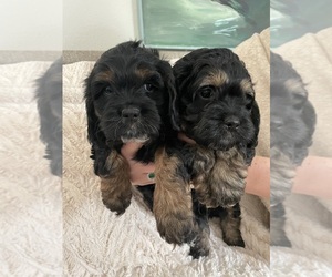 Havanese Puppy for sale in COLORADO SPGS, CO, USA