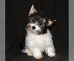 Small Photo #1 Morkie Puppy For Sale in CASSVILLE, MO, USA