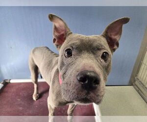 Staffordshire Bull Terrier-Unknown Mix Dogs for adoption in San Clemente, CA, USA