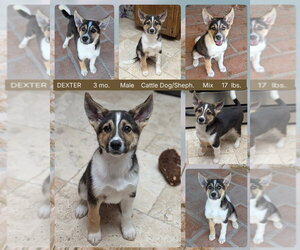 Border Collie-Unknown Mix Dogs for adoption in Mesa, AZ, USA