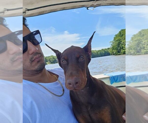 Medium Photo #96 Doberman Pinscher Puppy For Sale in FORT LAUDERDALE, FL, USA