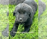 Puppy Blaze Newfoundland