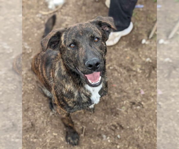 Medium Photo #5 Catahoula Leopard Dog-Mountain Cur Mix Puppy For Sale in Anniston, AL, USA