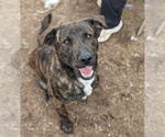 Small #4 Catahoula Leopard Dog-Mountain Cur Mix