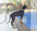 Small #4 Doberman Pinscher Mix