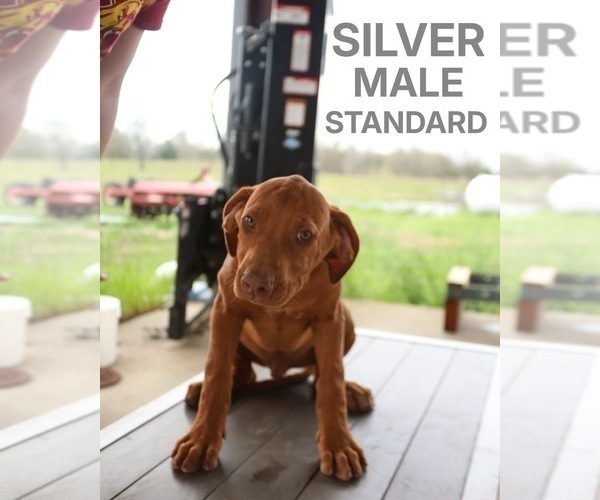 Medium Photo #6 Rhodesian Ridgeback Puppy For Sale in HIGHLANDS, TX, USA