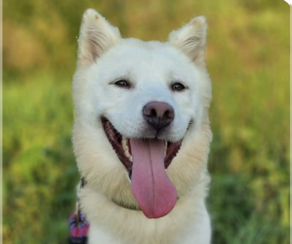 Medium Photo #1 Mutt Puppy For Sale in San Ramon, CA, USA