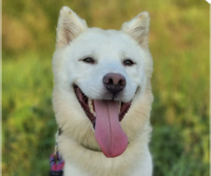 Mutt Dogs for adoption in San Ramon, CA, USA